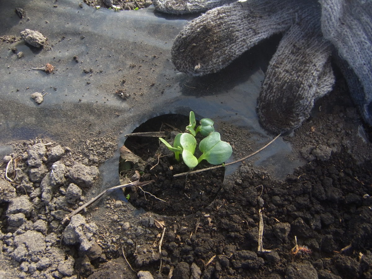 「事前吸水種まき」させた大根とサニーレタスが発芽