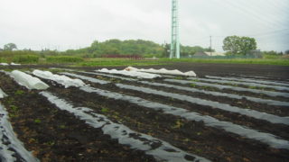 サツマイモの植付け準備ができた畑。